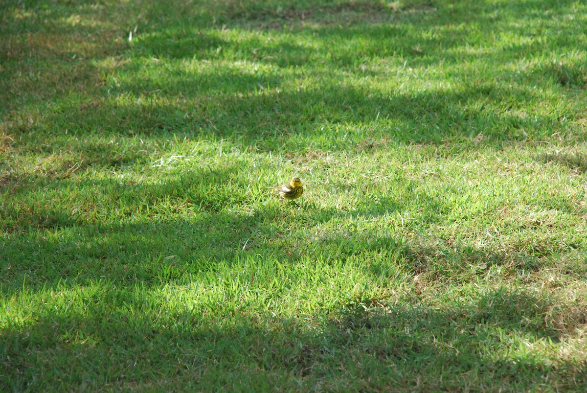 Cape May Warbler - Jared Smith