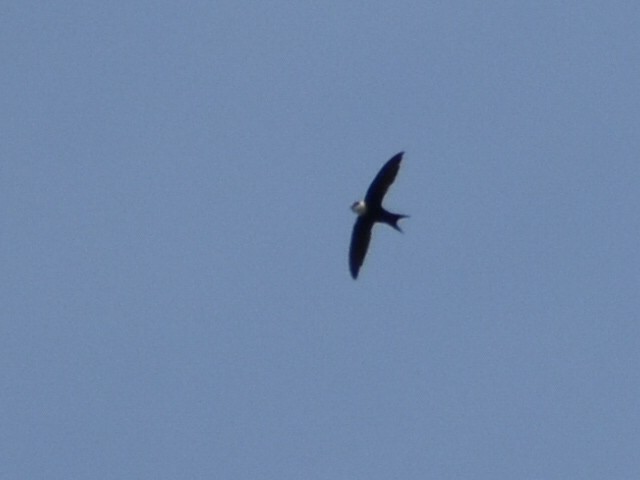 Lesser Swallow-tailed Swift - ML616034381