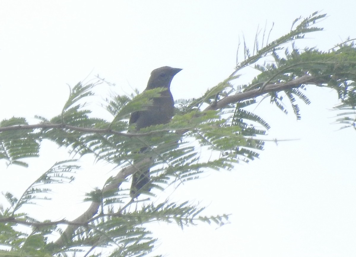 Shiny Cowbird - Wenyi Zhou