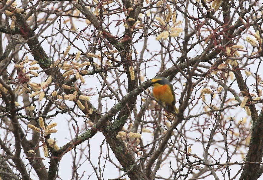 Sulphur-breasted Bushshrike - ML616034398