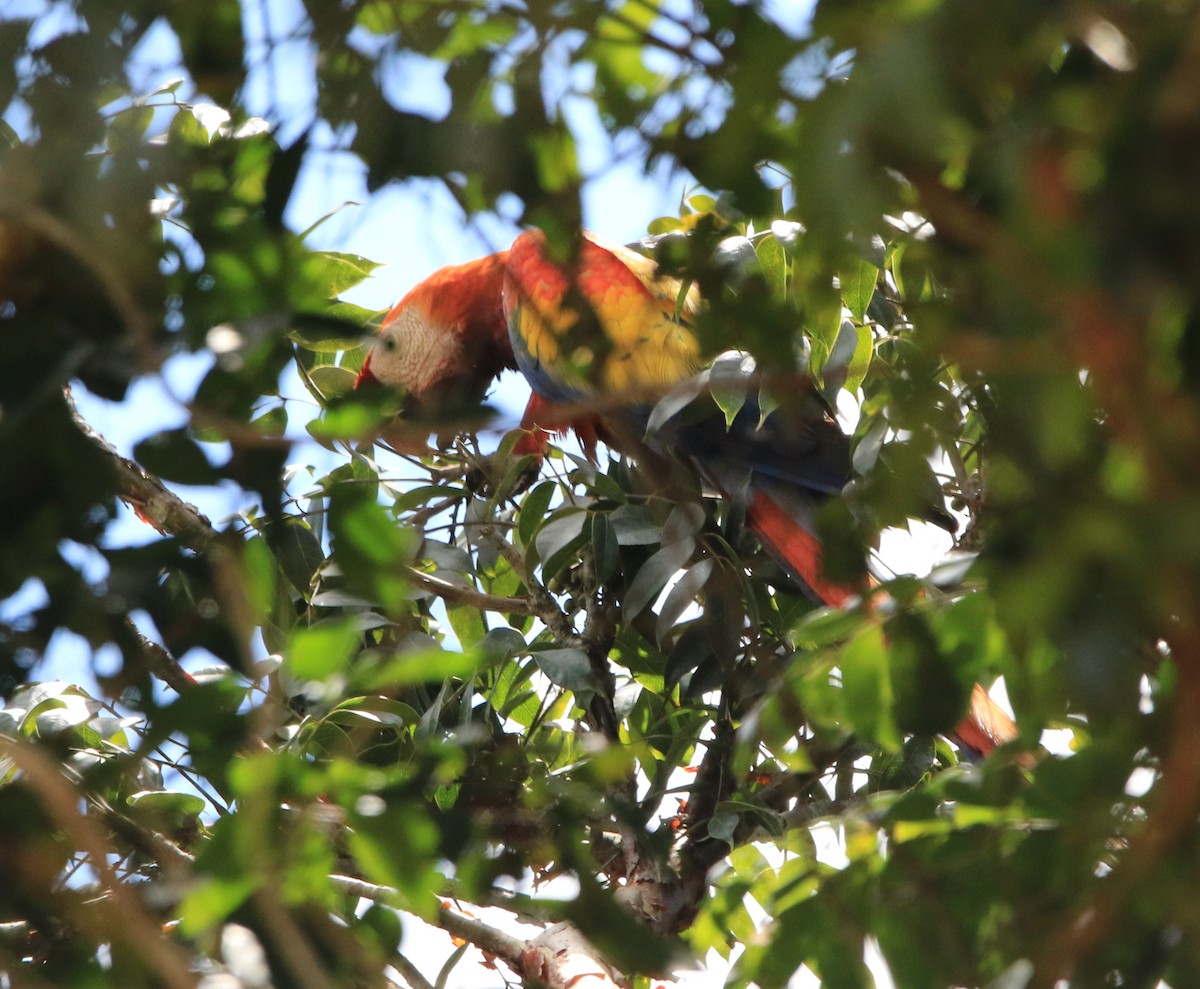 Scarlet Macaw - ML616034419