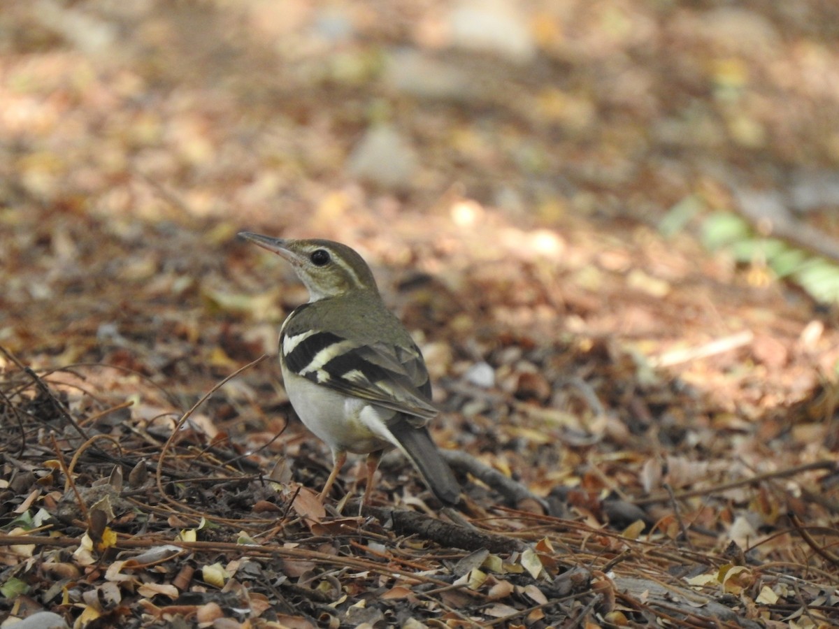 Forest Wagtail - Hemraj Patil