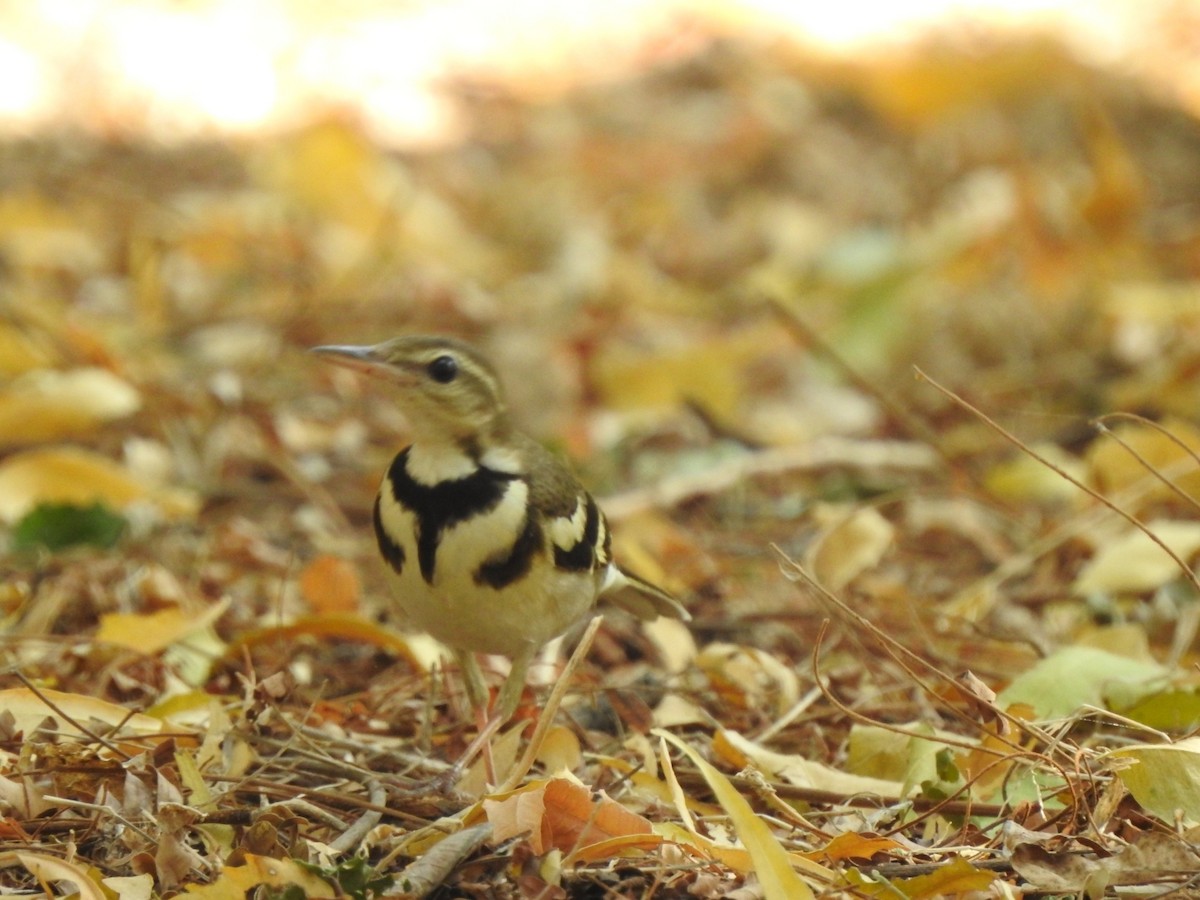 Forest Wagtail - Hemraj Patil