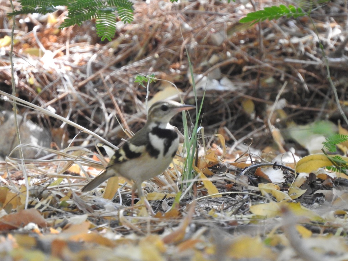 Bergeronnette de forêt - ML616034467