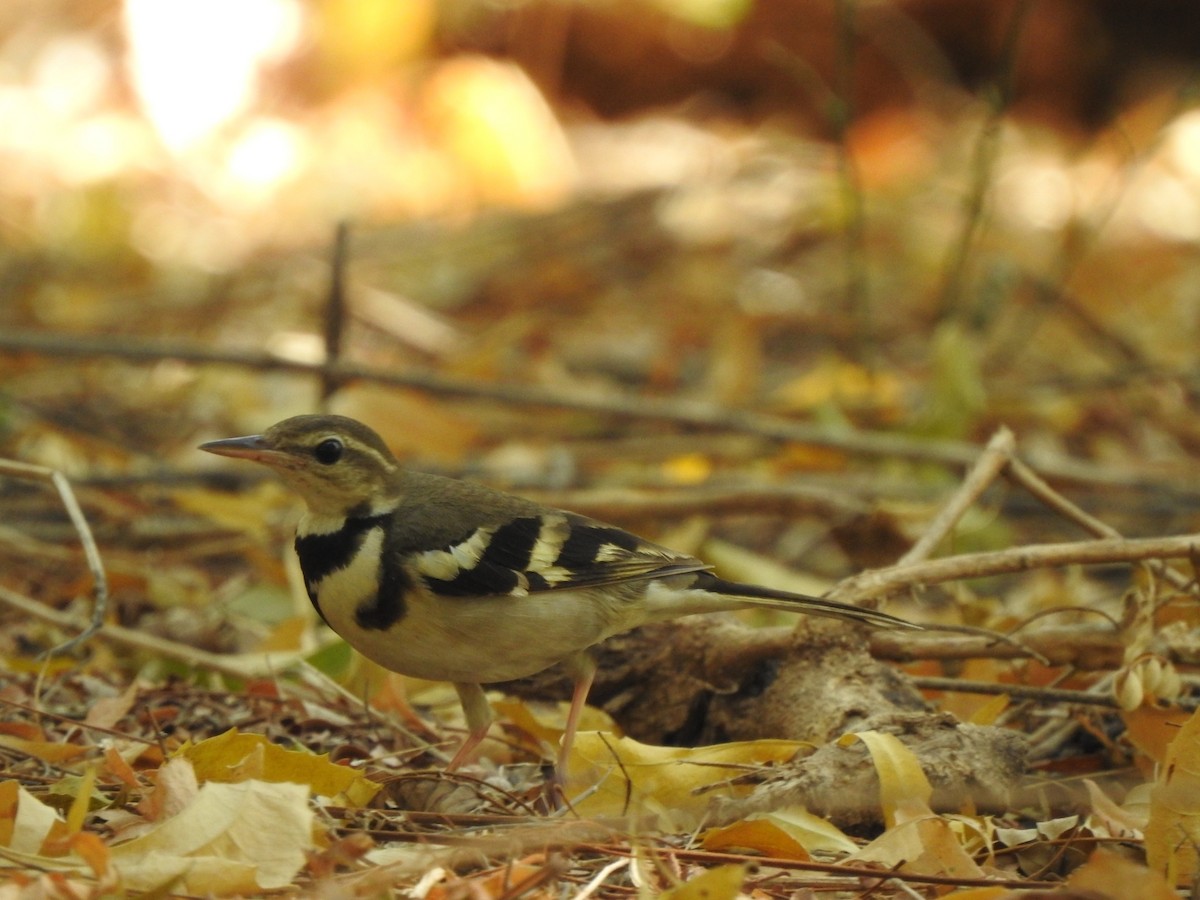 Forest Wagtail - ML616034469