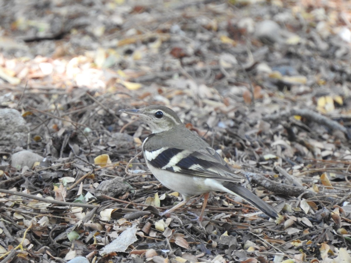 Forest Wagtail - Hemraj Patil