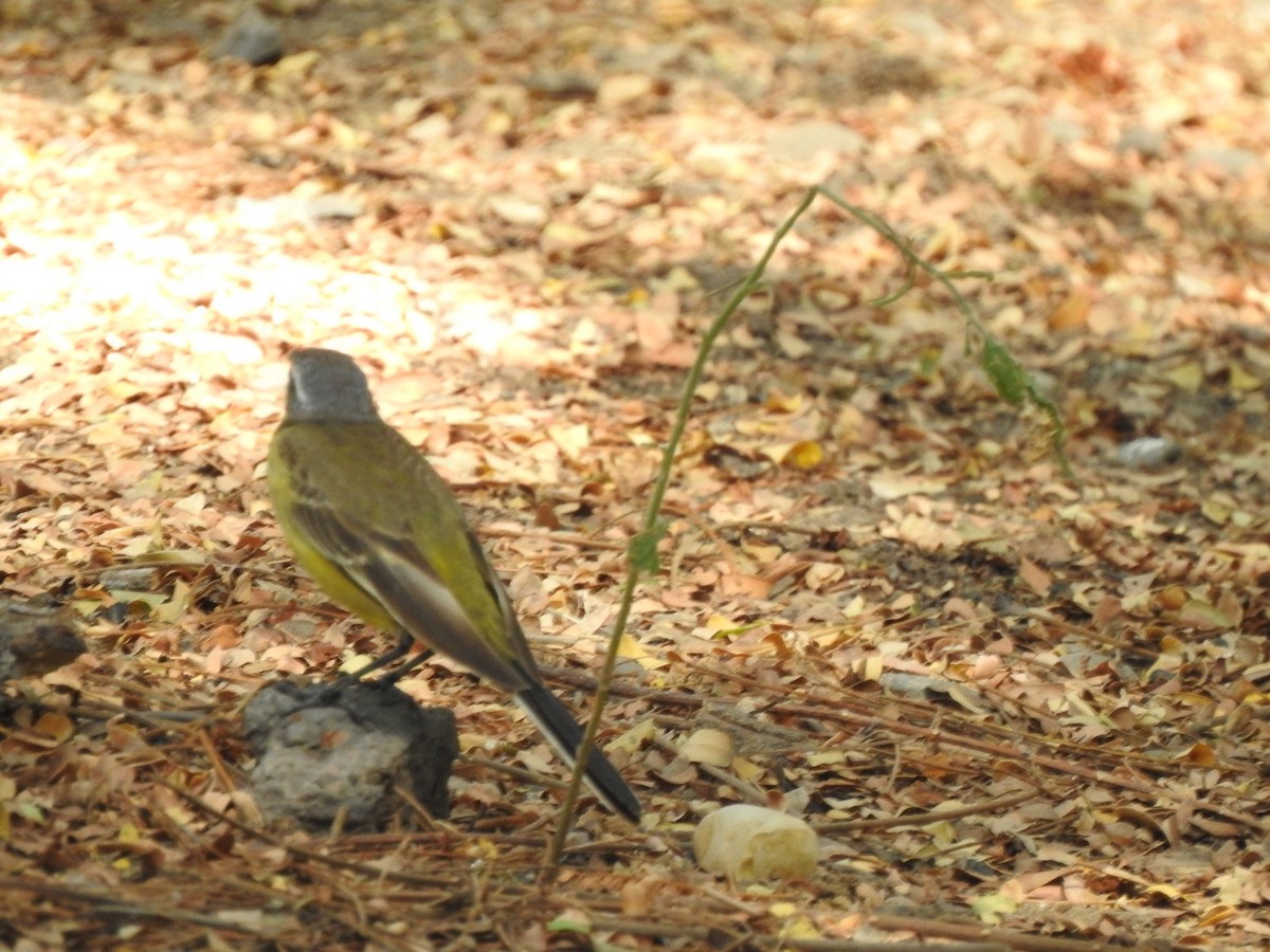 Western Yellow Wagtail - Hemraj Patil