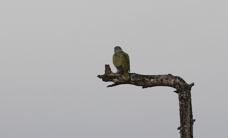 African Green-Pigeon - ML616034556