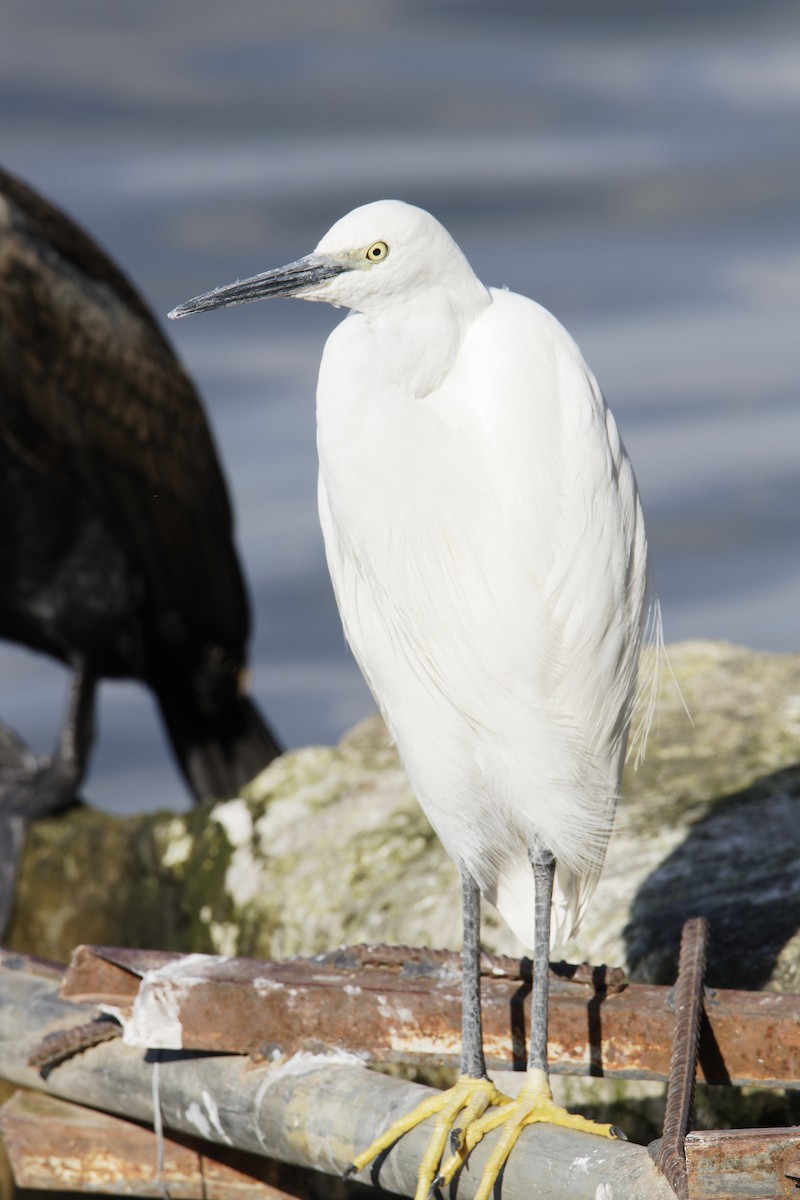 Little Egret - ML616034573