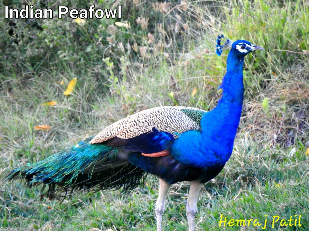 Indian Peafowl - ML616034640