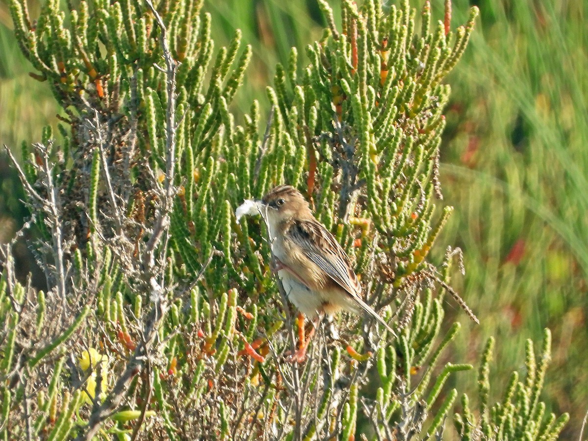 Zitting Cisticola - ML616034649