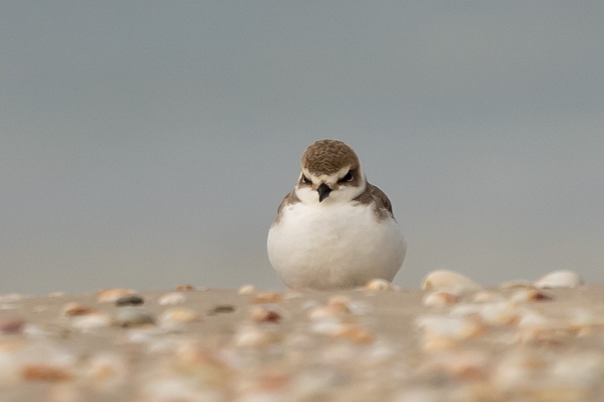 Kentish Plover - ML616034685