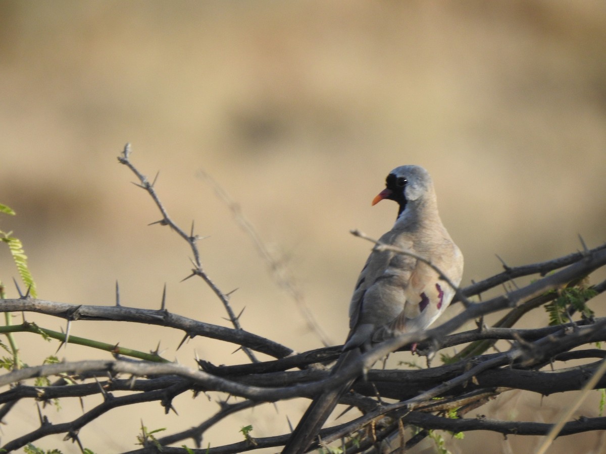 Namaqua Dove - Hemraj Patil