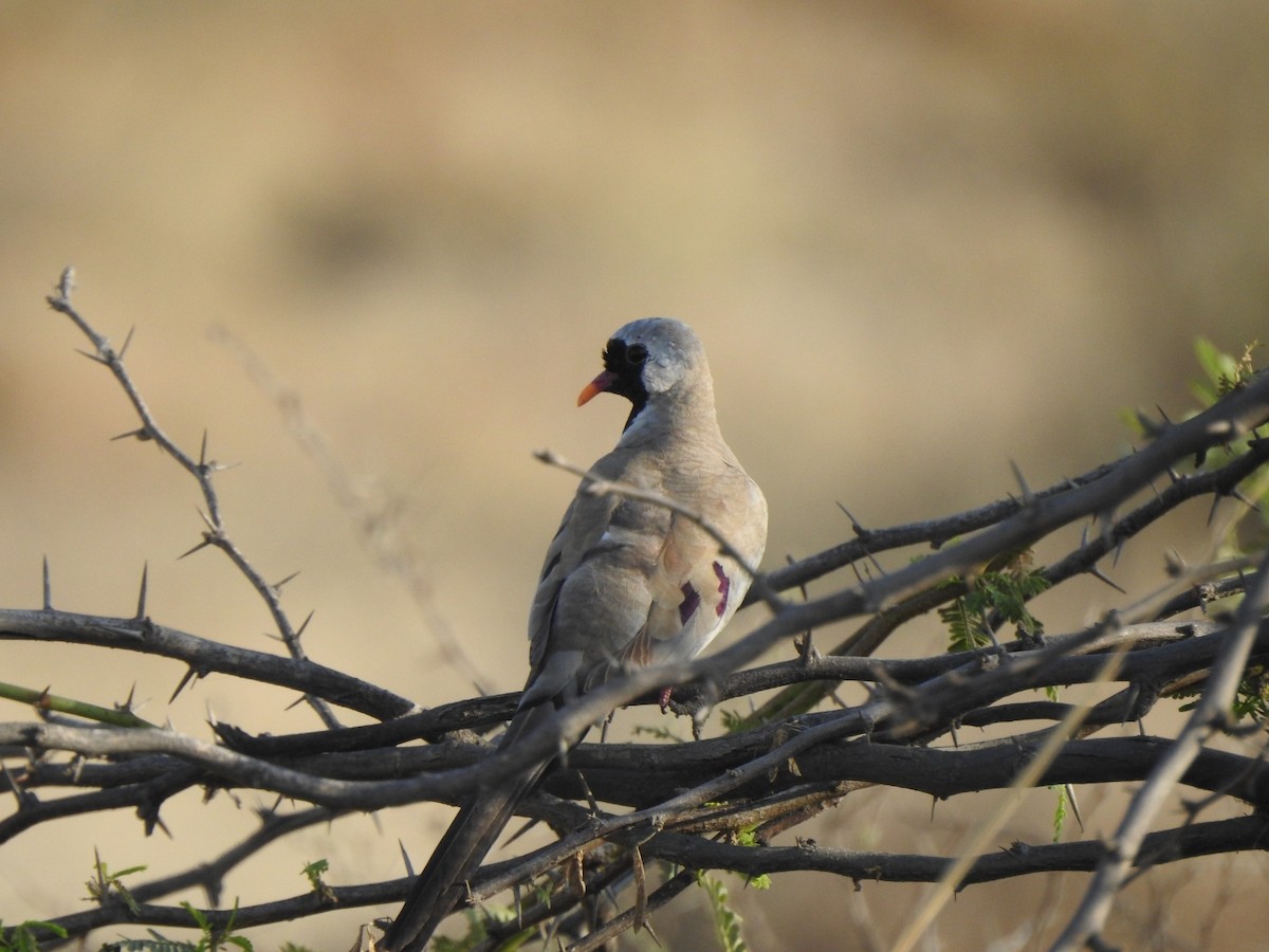 Namaqua Dove - Hemraj Patil