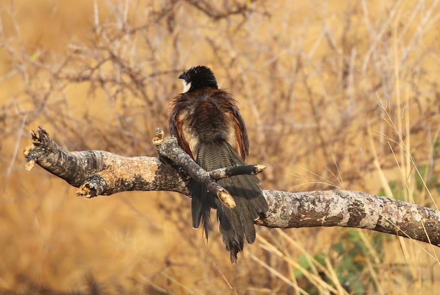 White-browed Coucal (Burchell's) - Kevin Sarsfield