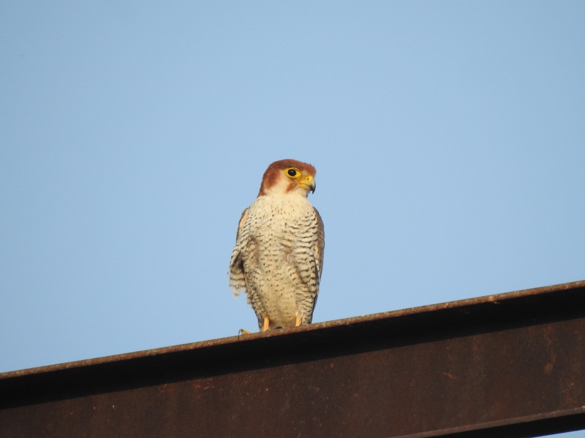 Red-necked Falcon - Hemraj Patil