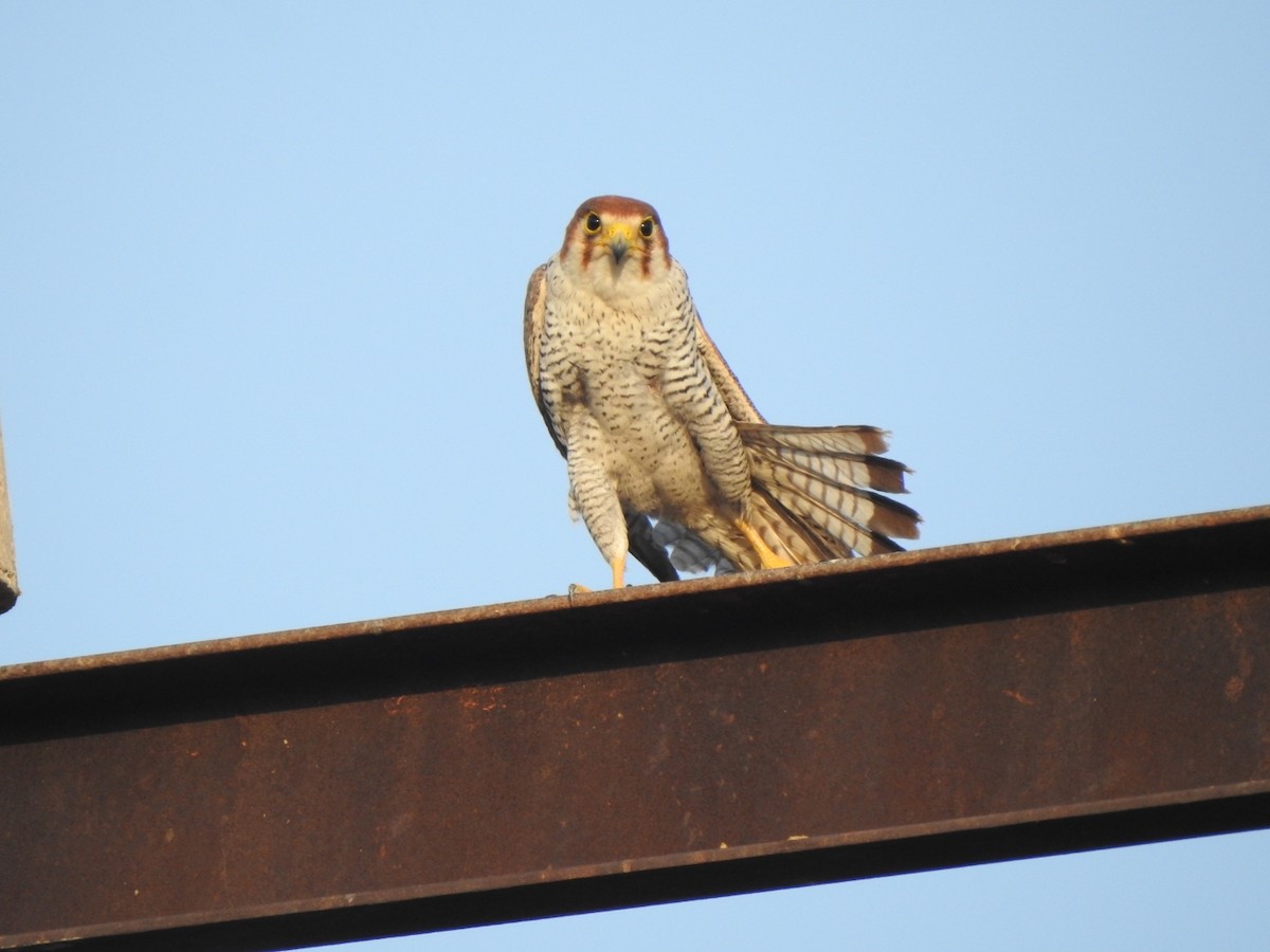 Red-necked Falcon - Hemraj Patil