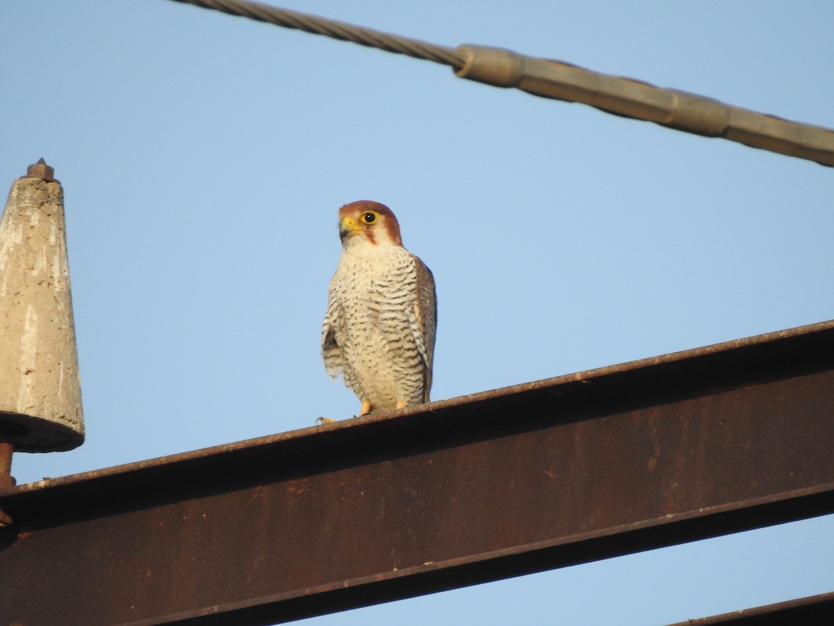 Red-necked Falcon - Hemraj Patil