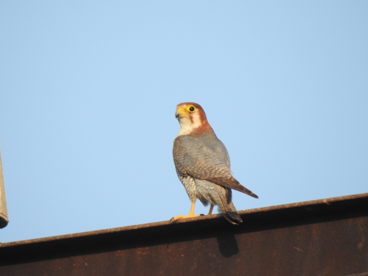 Red-necked Falcon - Hemraj Patil