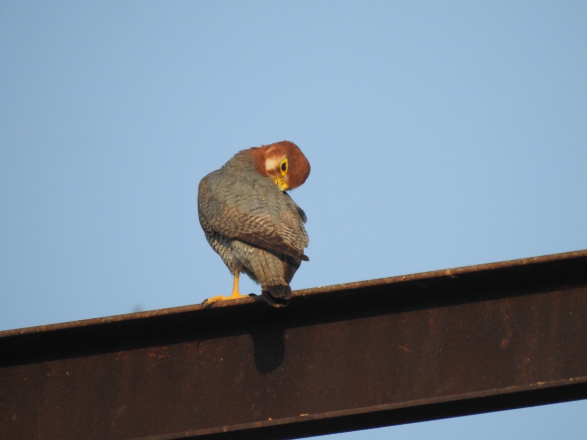 Red-necked Falcon - Hemraj Patil