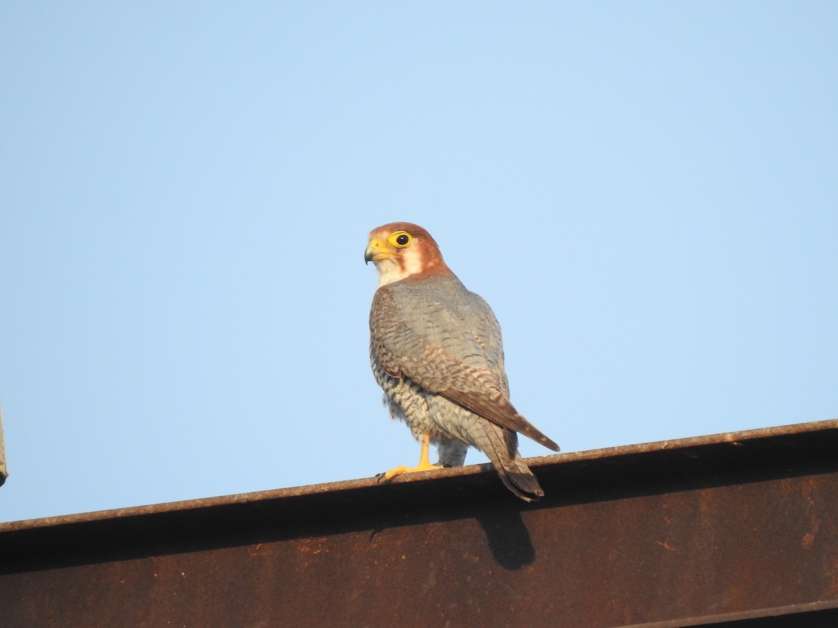 Red-necked Falcon - Hemraj Patil