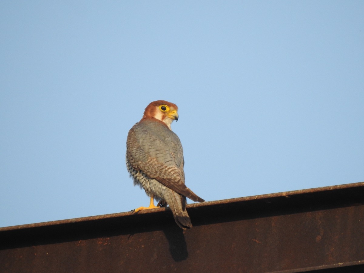 Red-necked Falcon - Hemraj Patil