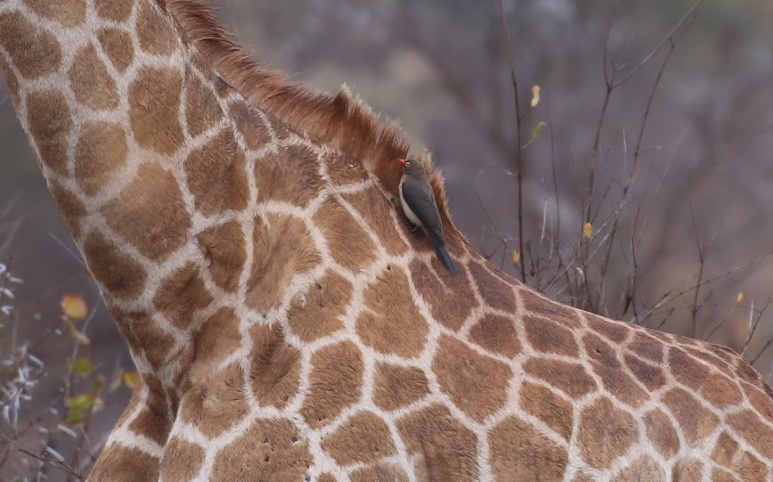 Red-billed Oxpecker - ML616034788