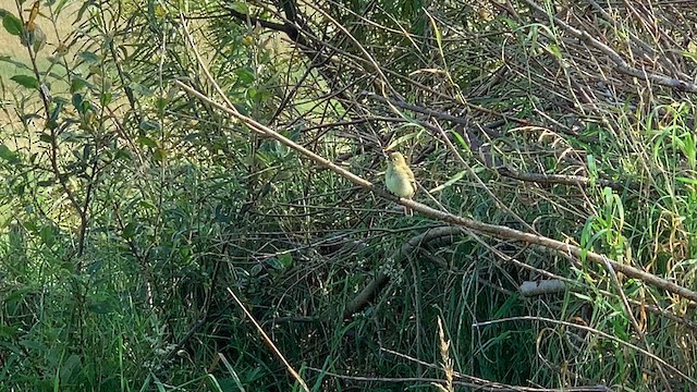 Moucherolle à ventre jaune - ML616034810