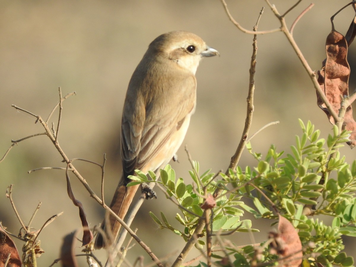 Isabelline Shrike - ML616034815