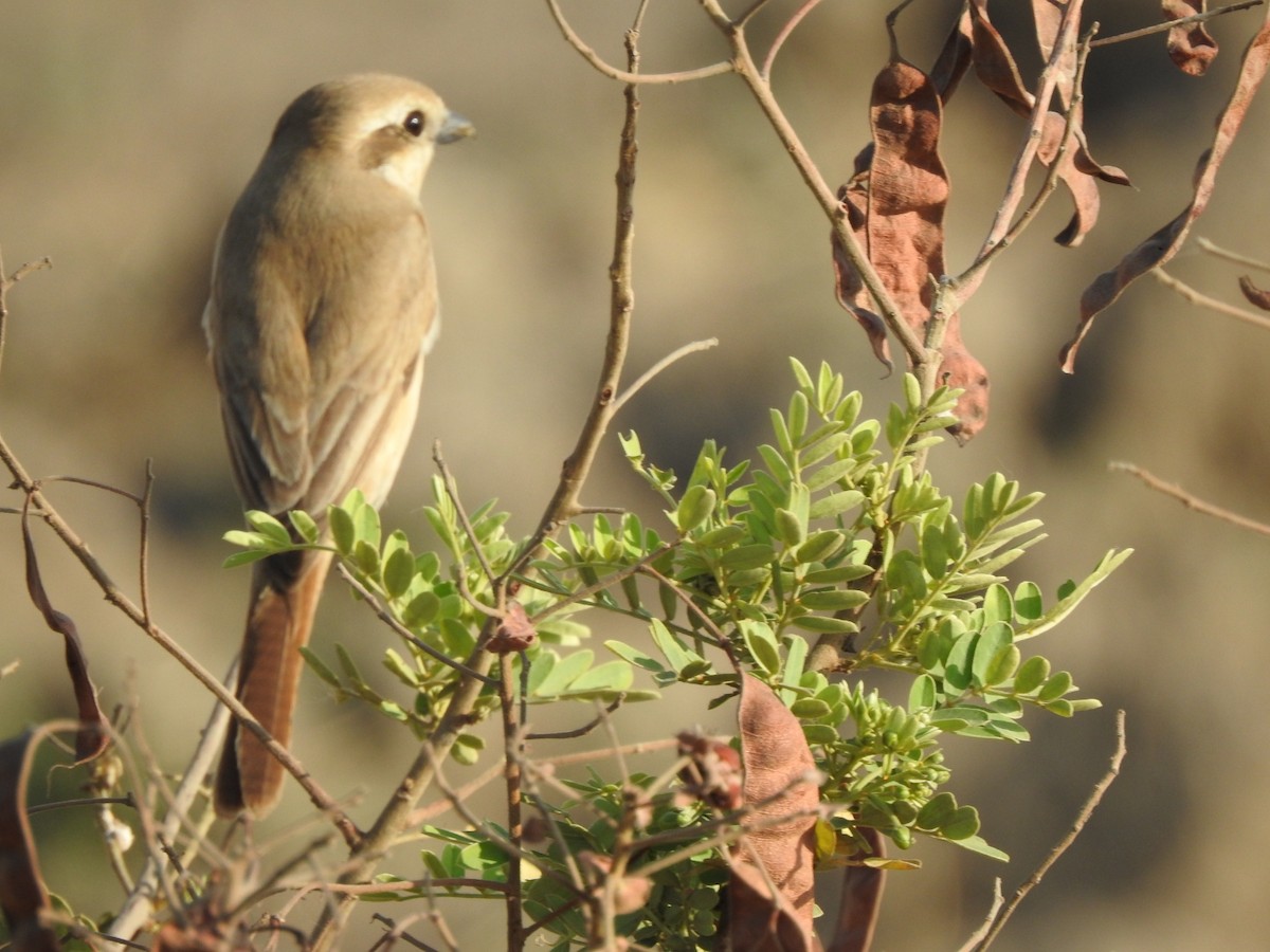 Isabelline Shrike - Hemraj Patil