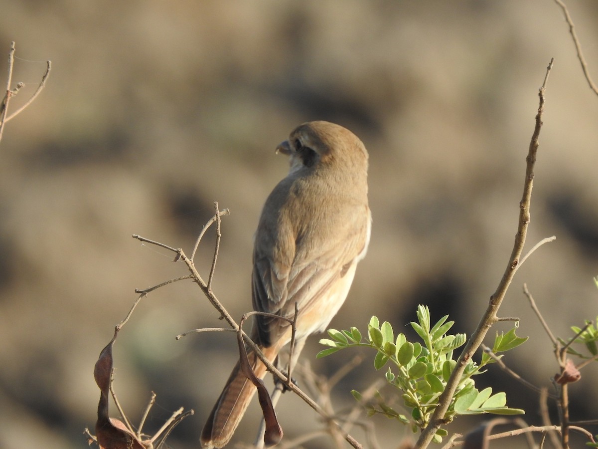 Isabelline Shrike - Hemraj Patil