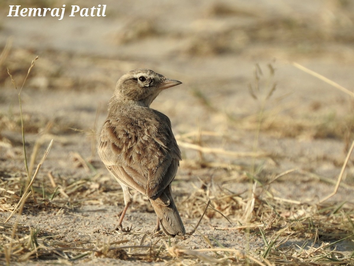 Hume's Lark - Hemraj Patil