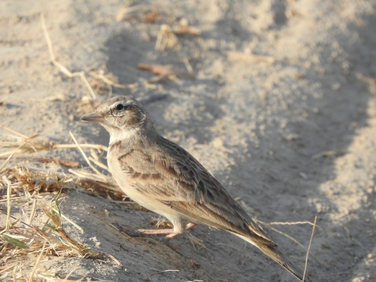 Hume's Lark - ML616034837