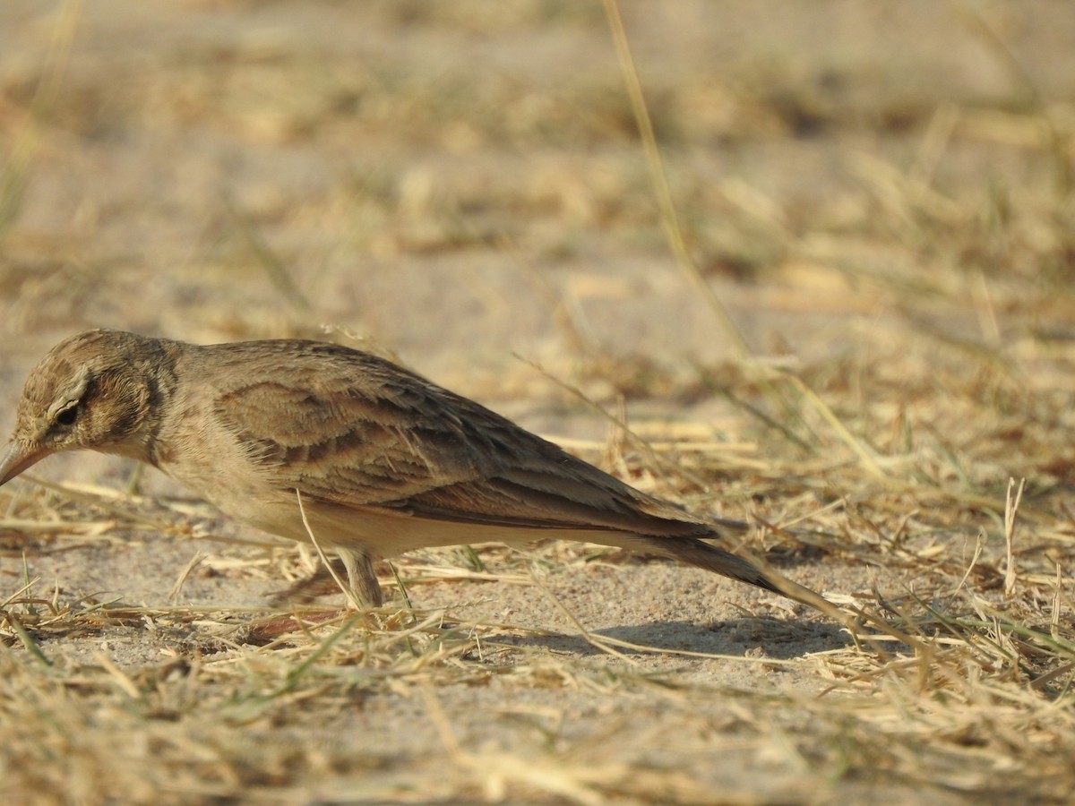 Hume's Lark - ML616034838