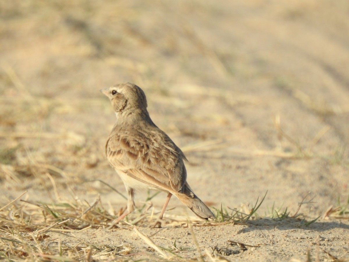 Hume's Lark - ML616034840