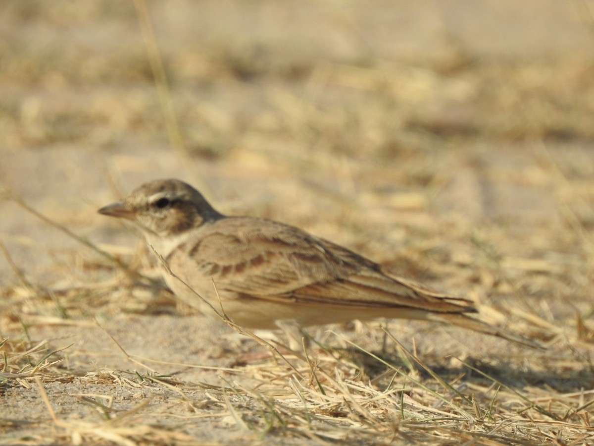 Hume's Lark - ML616034841