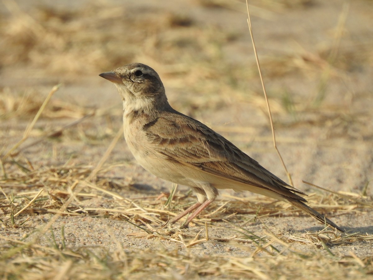 Hume's Lark - ML616034842