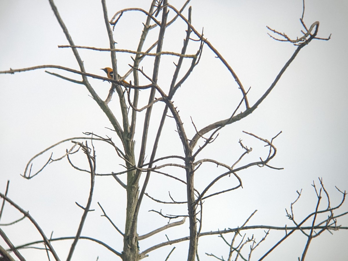Hooded Oriole - ML616034921