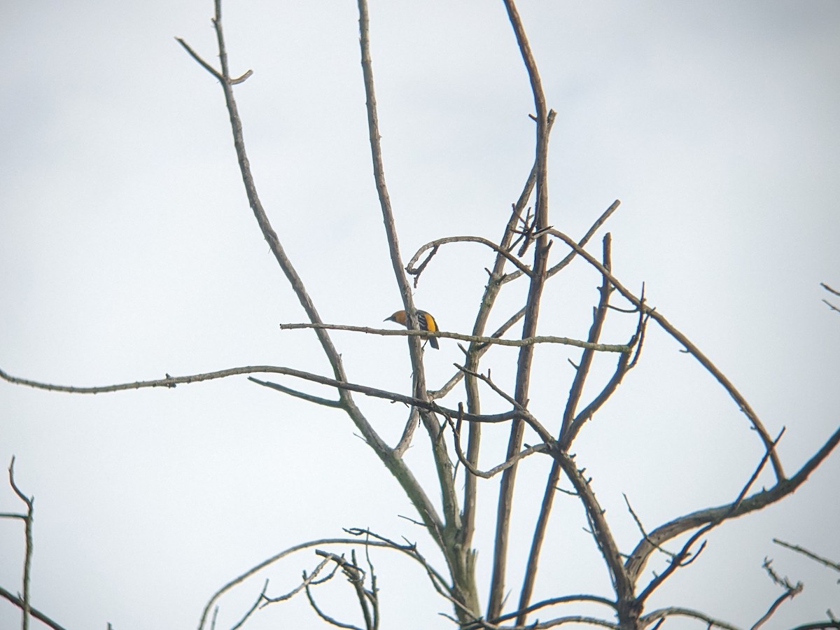 Hooded Oriole - ML616034922