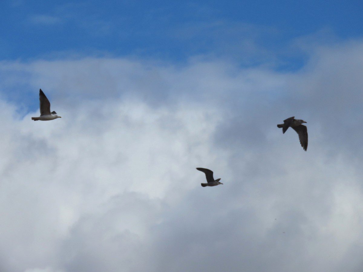 Yellow-legged Gull - Jose Estrada