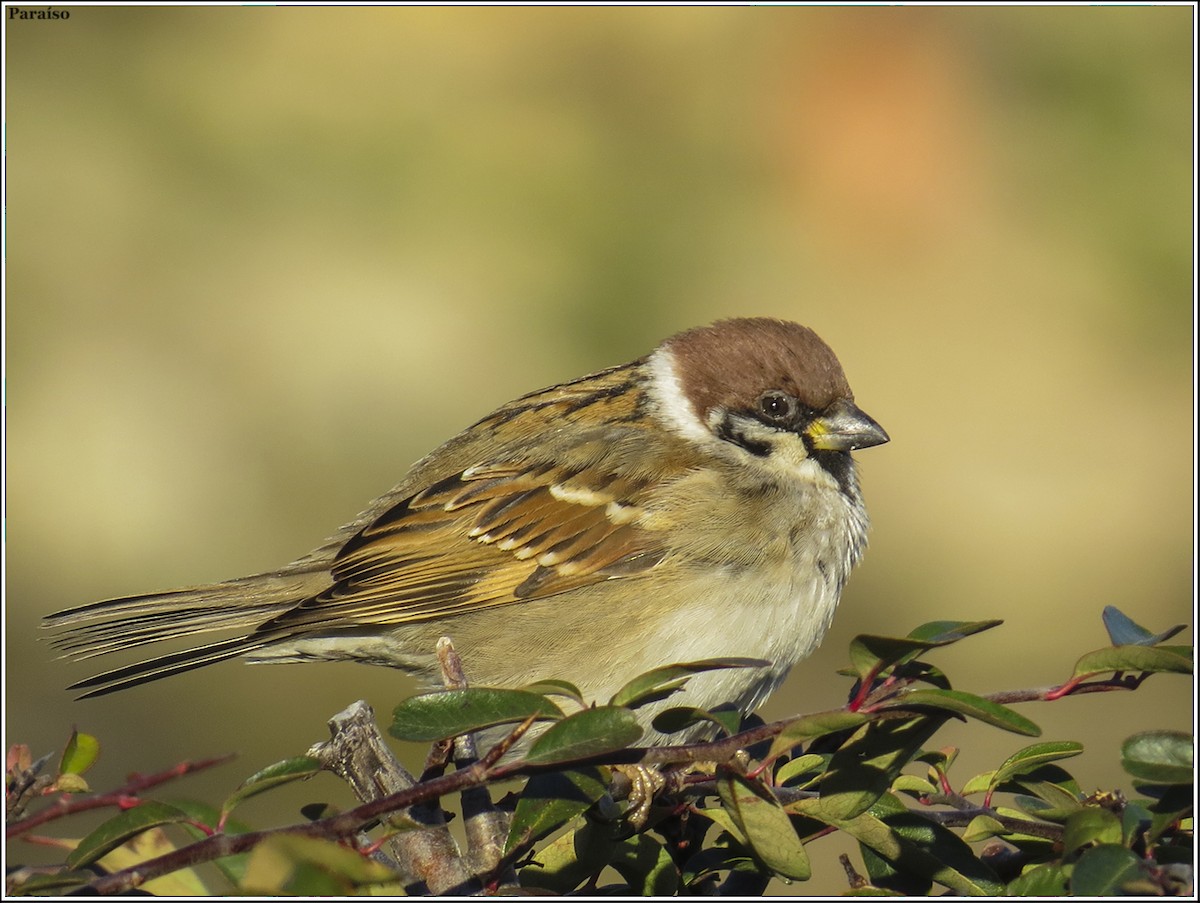 Eurasian Tree Sparrow - ML616034939