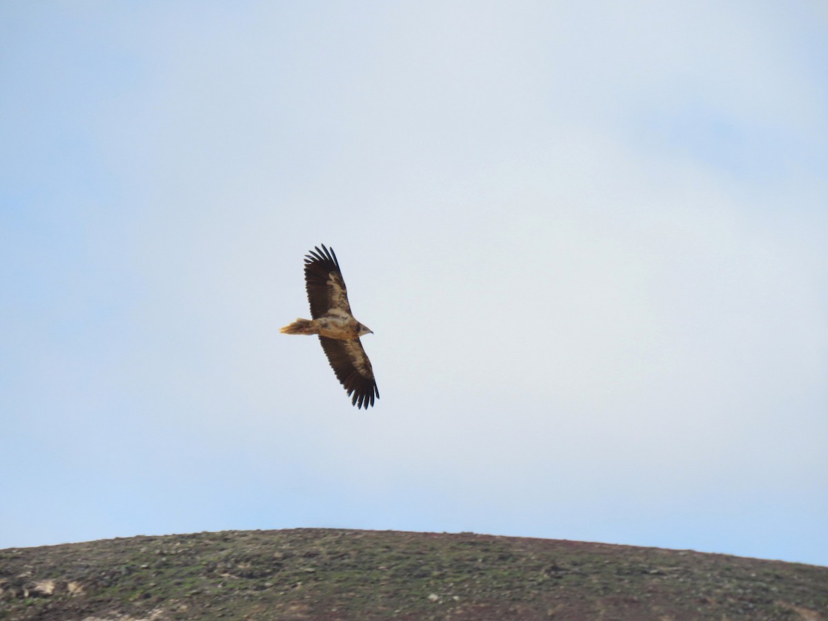 Egyptian Vulture - Jose Estrada