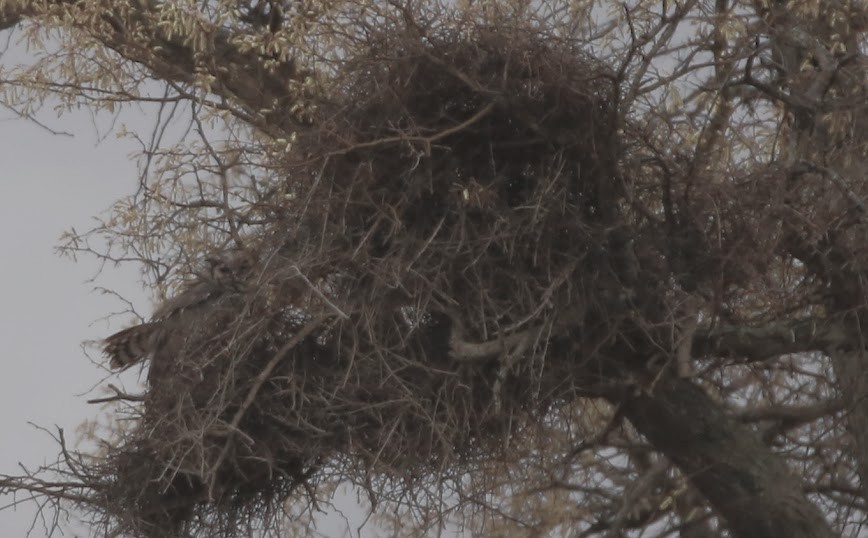 Verreaux's Eagle-Owl - ML616034942