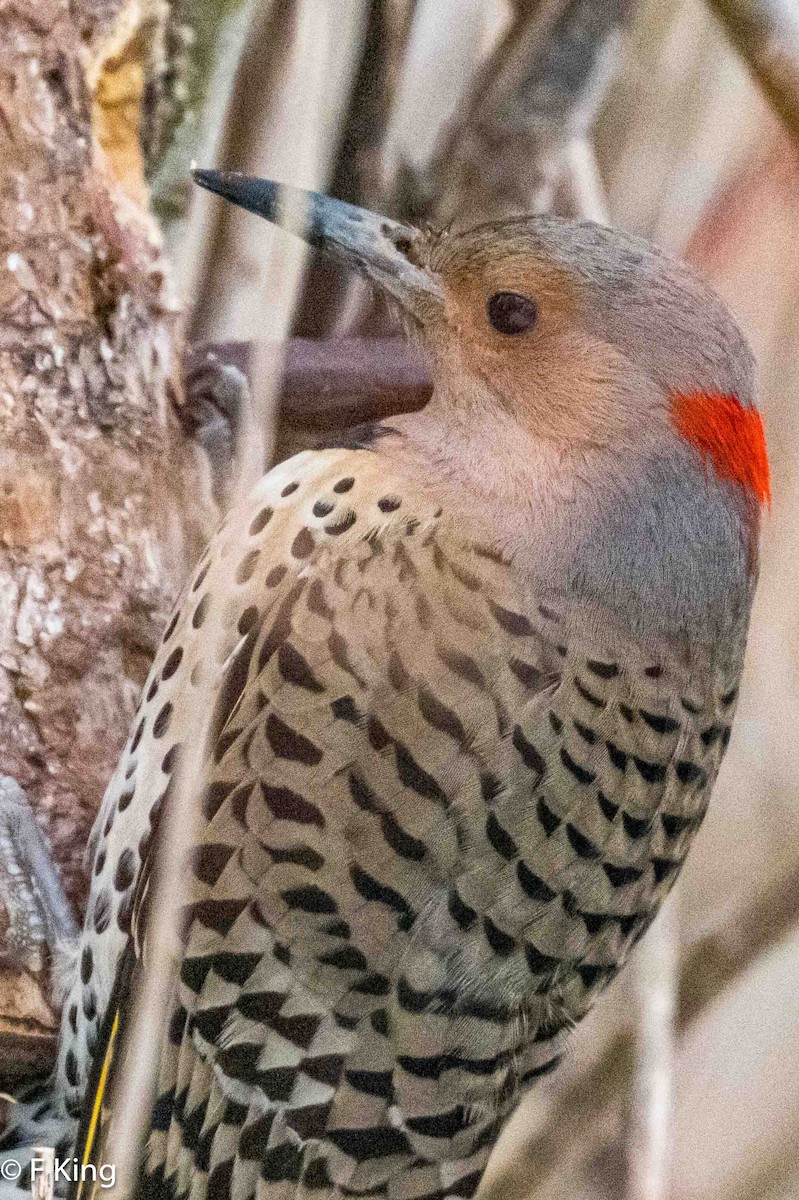 Northern Flicker (Yellow-shafted) - Frank King