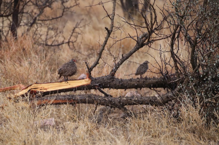 Swainson's Spurfowl - ML616034958