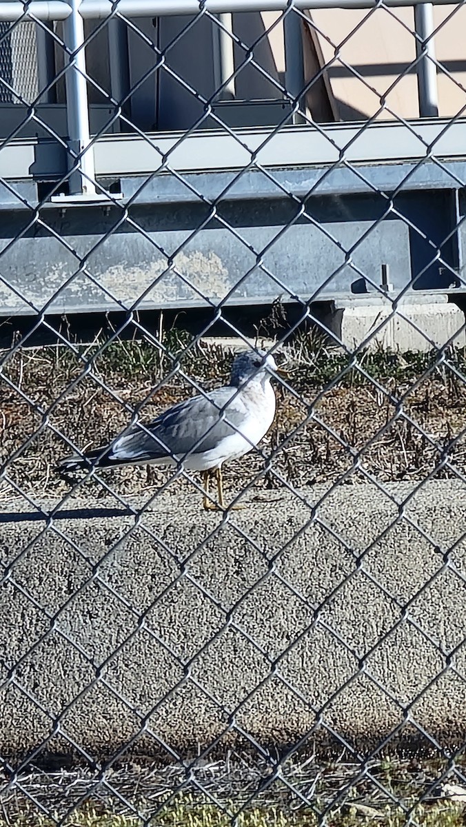 Short-billed Gull - ML616034978