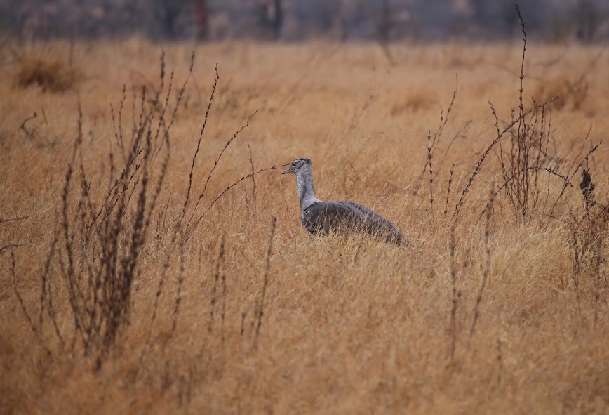 Kori Bustard - ML616035012