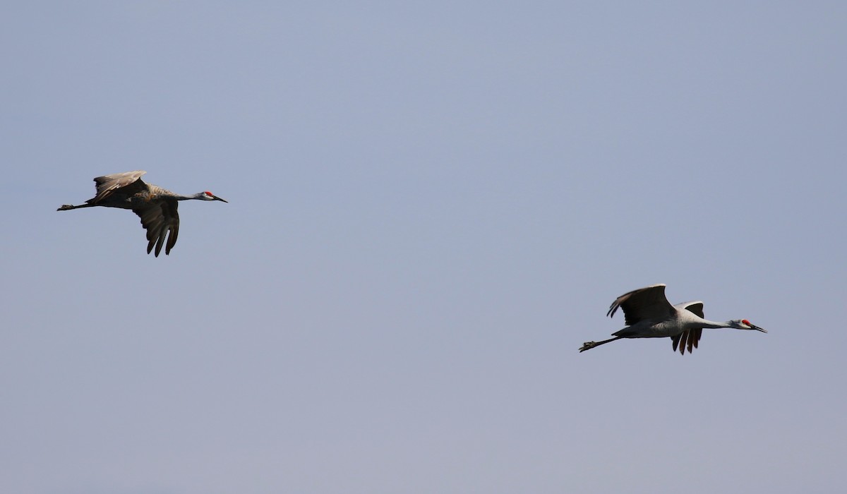 Sandhill Crane - ML616035024