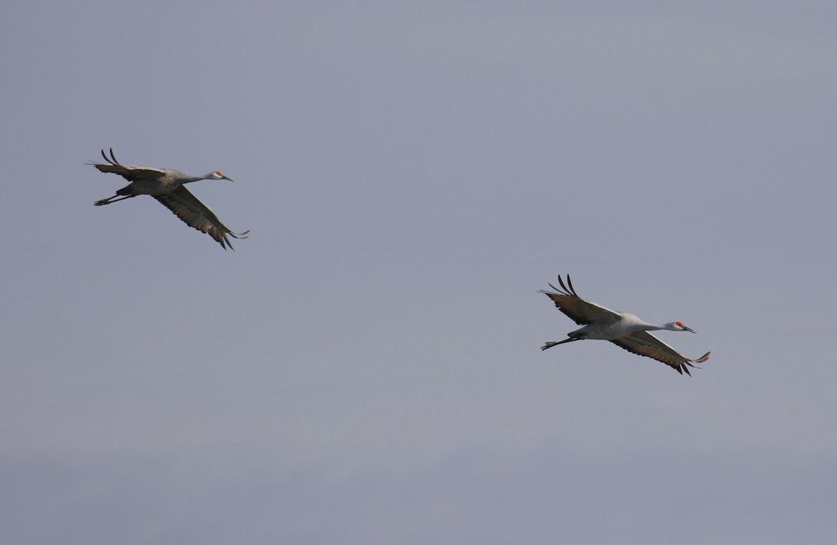 Sandhill Crane - ML616035025