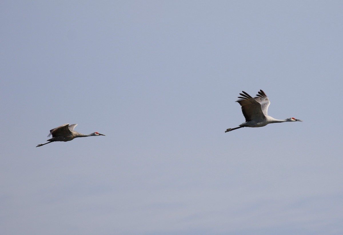 Sandhill Crane - ML616035026